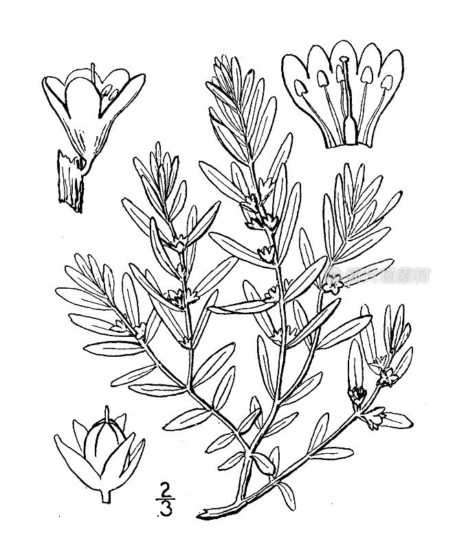 古植物学植物插图:Glaux maritima，海乳草